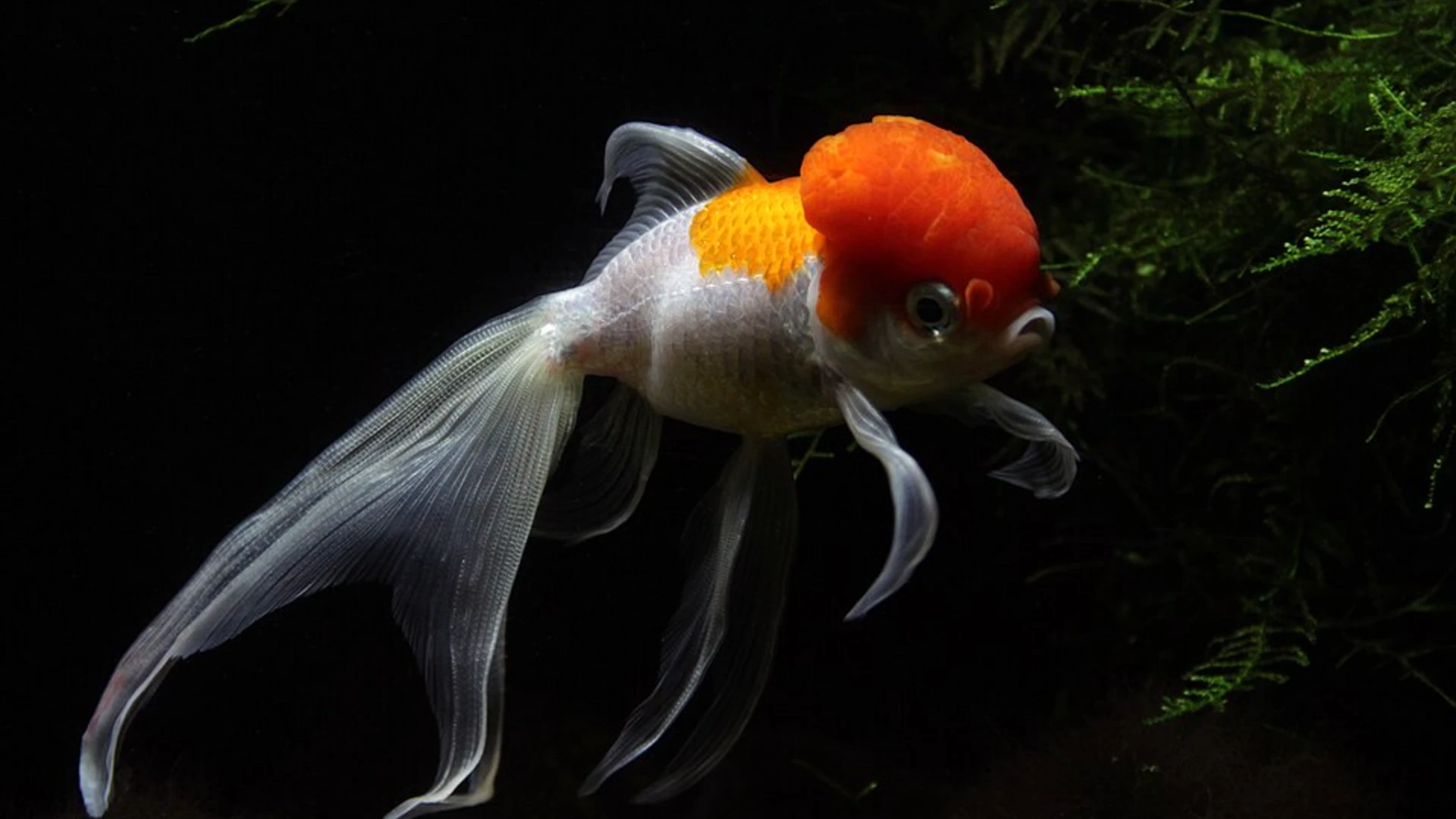 Lionhead Goldfish