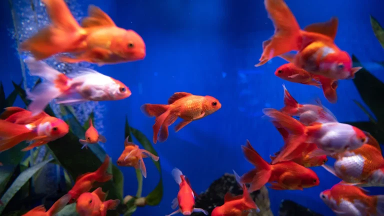 goldfish
