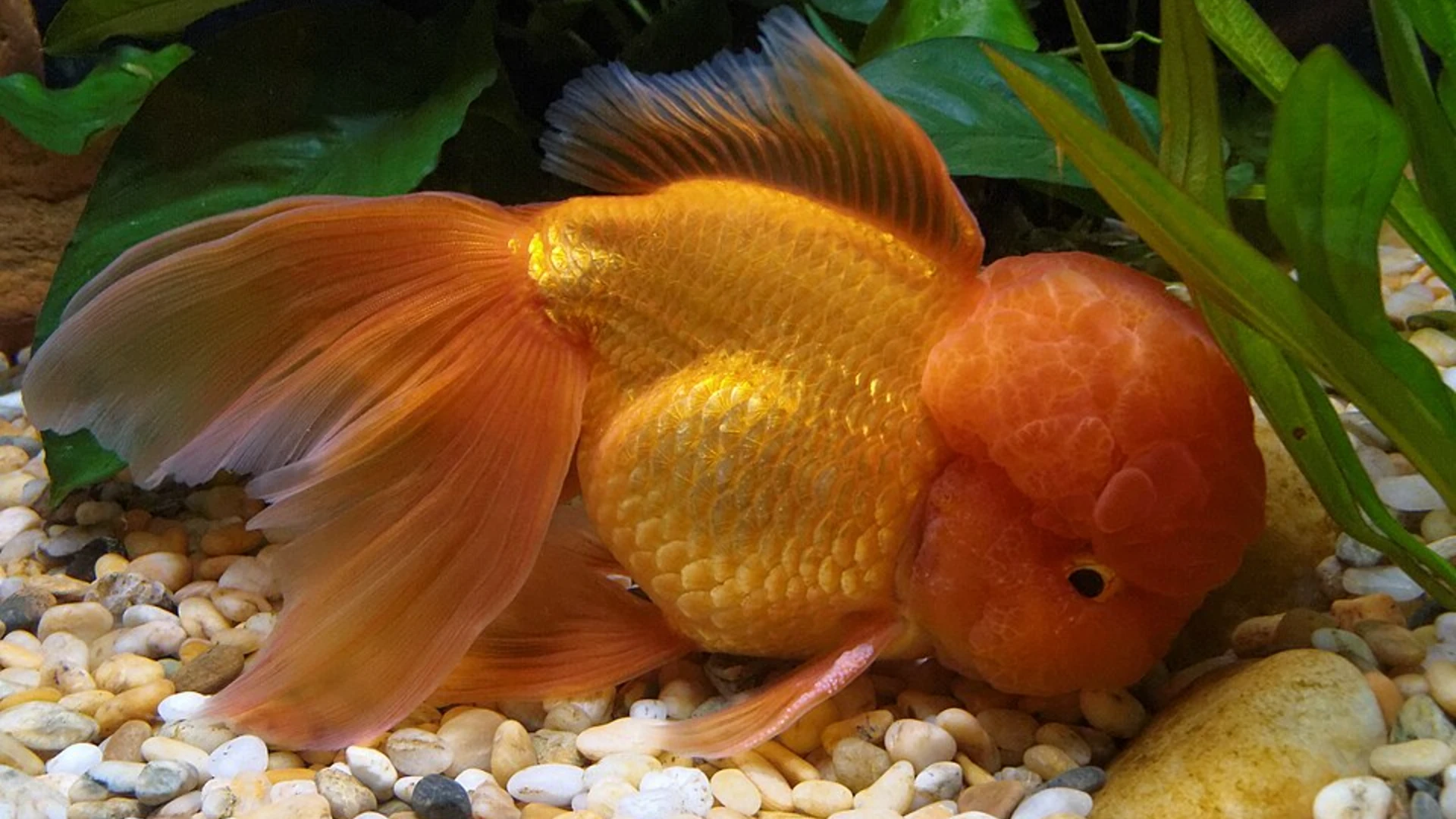 Oranda Goldfish