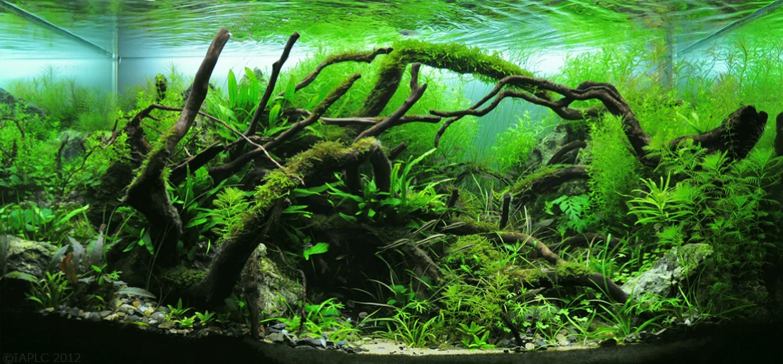 nature style aquascape