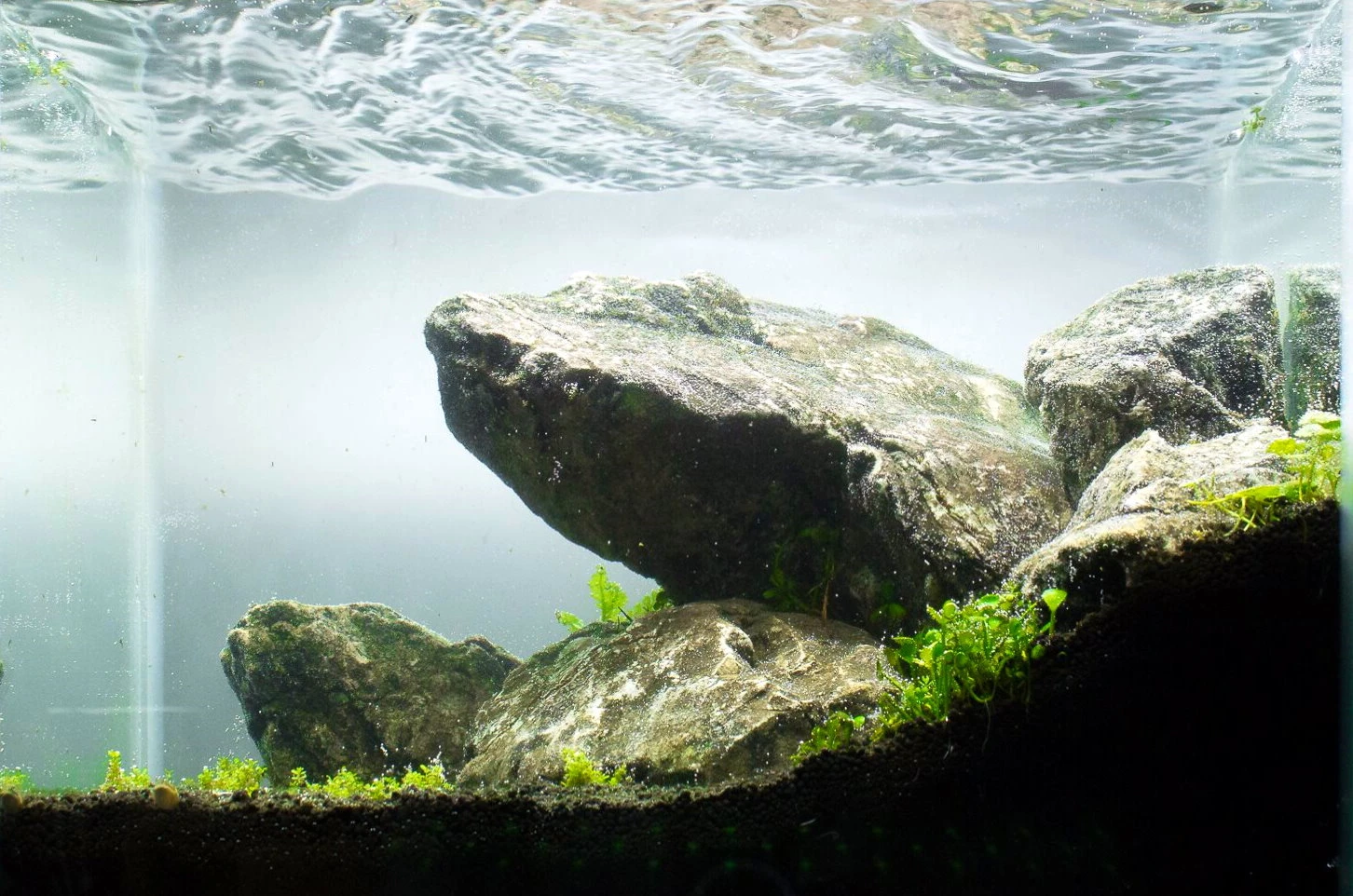 iwagumi style aquascape